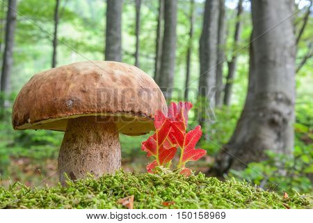 A fine example of young fully developed Summer Bolete or Boletus reticulatus in natural habitat beech forest in a moss next to some red leaves