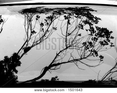 Árbol reflejada por una ventana de coche