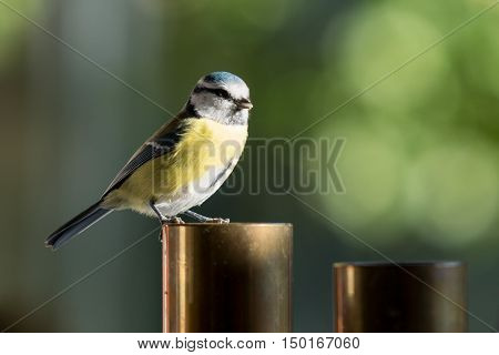 Closeup of a blue tit sitting on a brass candle. Nice bookeh on the green background.