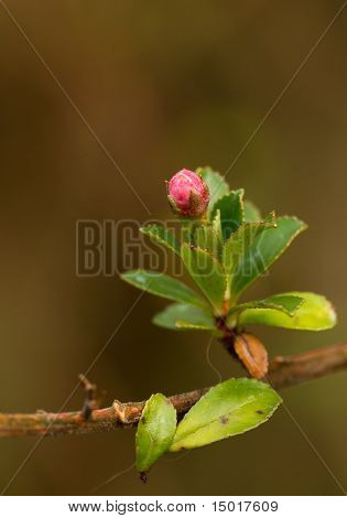 Escallonia
