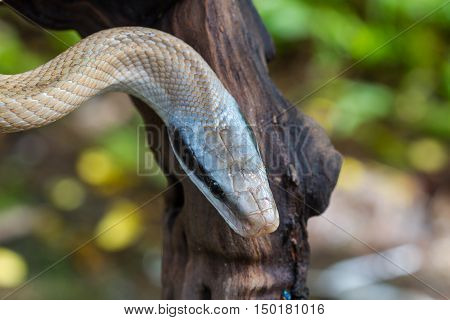 Rat Snake, Orthriophis Taeniurus Ridleyi