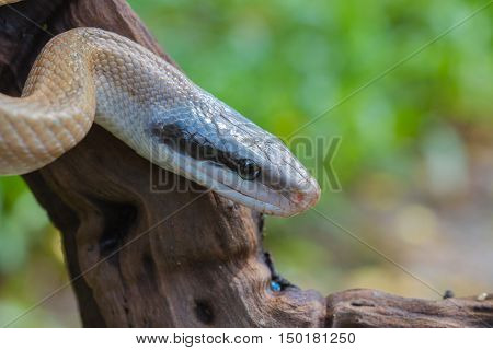 Rat Snake, Orthriophis Taeniurus Ridleyi