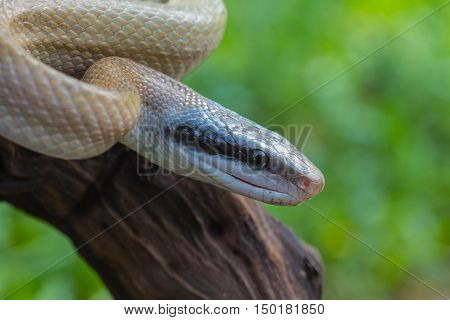 Rat Snake, Orthriophis Taeniurus Ridleyi