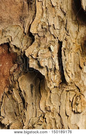 Tree trunk with asymmetric layers of thick bark