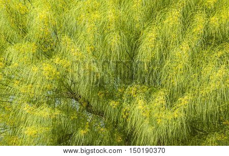 Blooming yellow branches of acacia tree background
