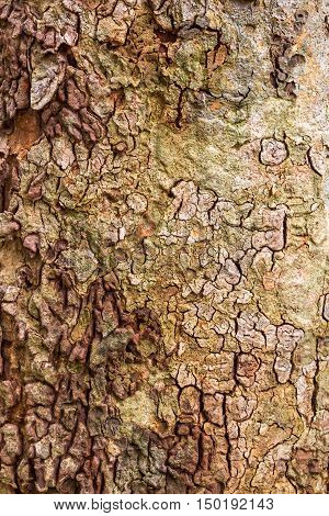 Background of tree bark texture. Brown bark.