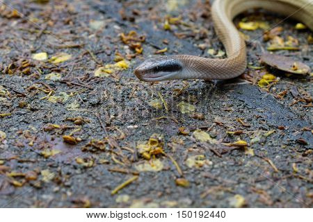 Rat Snake, Orthriophis Taeniurus Ridleyi