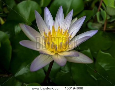 flower lotus green yellow beautiful outdoor nature