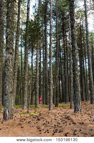 Young unrecognized teenage adult dressed in red and walking in the forest of pine trees. Troodos mountains Cyprus.