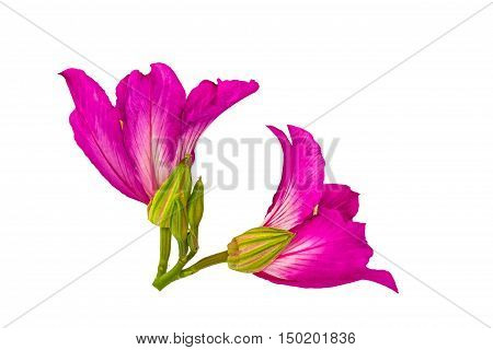 Closed up pink Bauhinia purpurea isolate flower or Butterfly Tree Orchid Tree isolated on white background.Saved with clipping path.