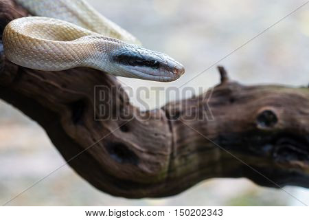 Rat Snake, Orthriophis Taeniurus Ridleyi
