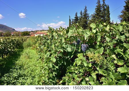 Red bunch of grapes on a vine ready for picking. The vineyard in Nemea region one from famous wine producing region in Greece