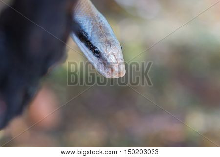 Rat Snake, Orthriophis Taeniurus Ridleyi