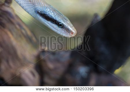 Rat Snake, Orthriophis Taeniurus Ridleyi