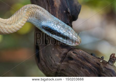 Rat Snake, Orthriophis Taeniurus Ridleyi