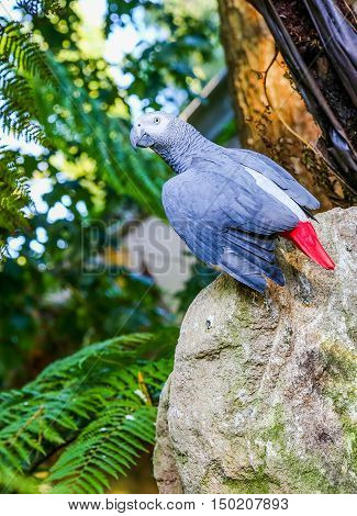 image of a parrot on top of a rock outdoors in the forest
