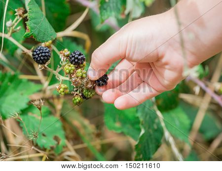 A fruit lover picking berry fruits from the tree plant leaving the unripe ones to mature.