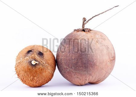brown coconut shell and fresh ripe coconut for coconut milk  on white background healthy fruit food isolated