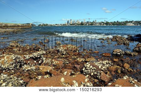 View of Sydney skyline in daytime from Woolwich NSW Australia. Rocks and dead shells in the foreground Sydney skycrapers in the background.