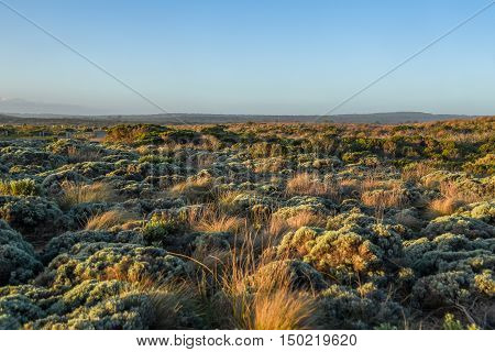 Scenic field landscape with native plants near great ocean road Australia