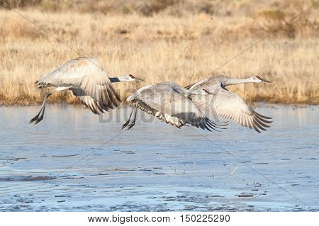 Sandhill Crane (Grus canadensis) in flight at Bosque del Apache in New Mexico