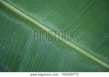 nice wet gren banana leaves with stalk