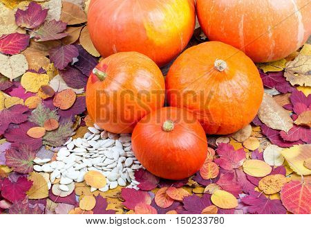 Group of ripe pumpkins on colorful autumn leaves