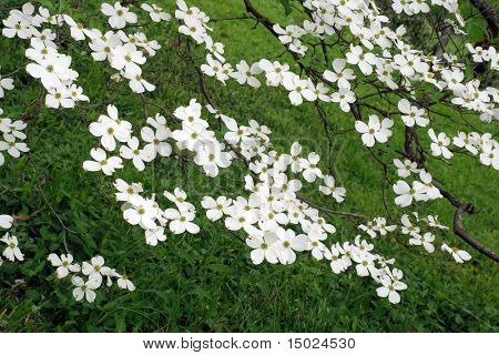 Low hanging branches of a mature white dogwood tree in full bloom.  Grassy meadow in soft focus as the background.