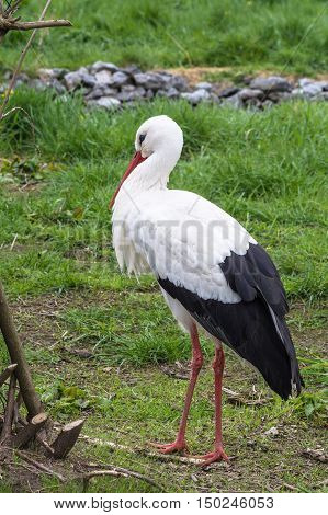 Old Adult stork in its natural habitat