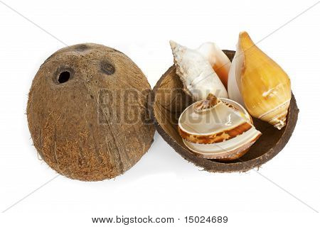 Ocean's shell в скорлупы кокосового ореха