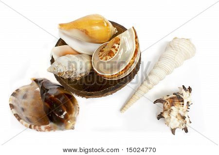 морские раковины