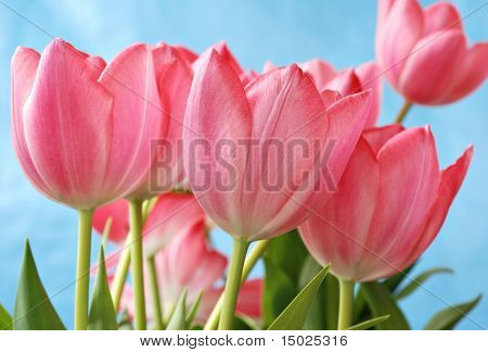 Belas tulipas rosa com fundo de céu azul.  Dof raso com foco seletivo sobre tulip mais próximo.