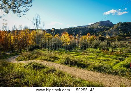 Autumn Landscape With Colorful Leaves In Caravaca De La Crus, Spain