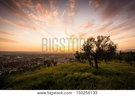 Olive tree on the top of the hill while the sun goes down as the clouds follow it.
