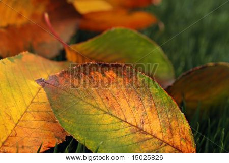 Fondo de otoño con hojas recién caídas coloridos sobre hierba.  Macro con dof extremadamente baja.  