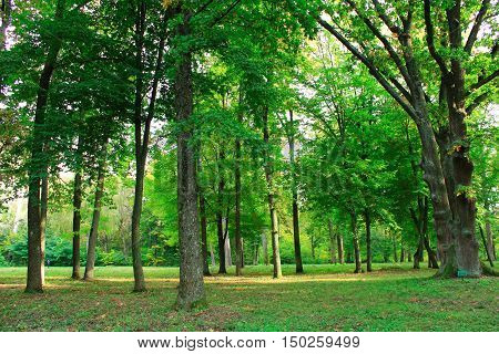 Beautiful city park with path and green trees