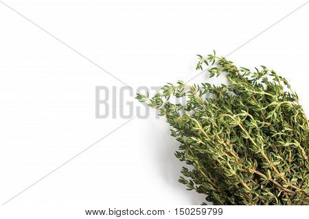 Bunch of Fresh Thyme isolated in white background