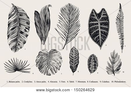 Set Leaf. Exotics. Vintage vector botanical illustration. Black and white.
