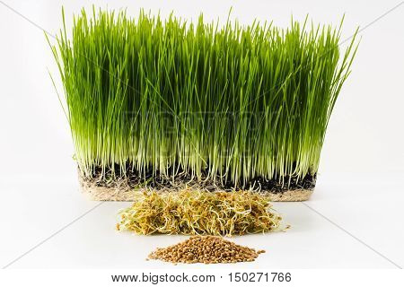 Growing Wheatgrass