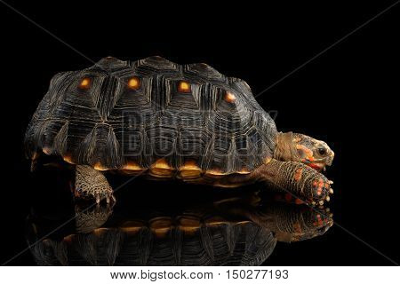 Red-footed tortoises, Chelonoidis carbonaria, Isolated black background with reflection, side view