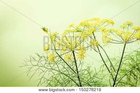 Close Up Blossoming Branch Of Fennel On Light Green Background.selective Focus Depth Of Field.