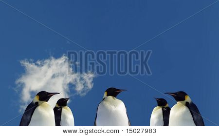 Five Penguins in Antarctica