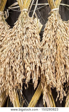 Dry spike rice is hanging around the wooden pillar of the farmer house.