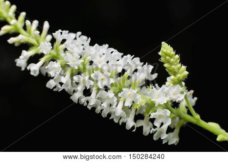 Buddleja Paniculata
