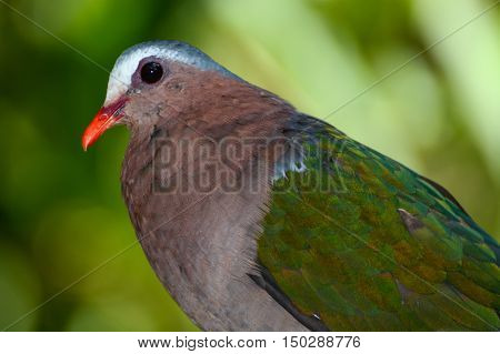 Closeup of common emerald dove, scientific bird name Chalcophaps indica
