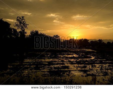 sun sunset tree sky outdoor nature orange color