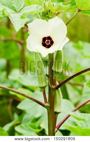 Okra flower and fruit vegetable organic agriculture gardening