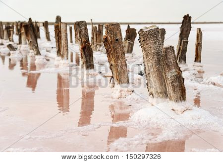 Salt Lake with pink water. The remains of wooden piles protrude from the bottom.