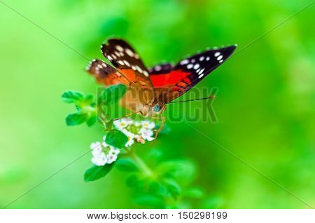 Scarlet Peacock anartia amathea buterfly green background