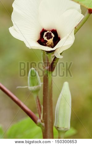 Okra flower and fruit vegetable organic agriculture gardening